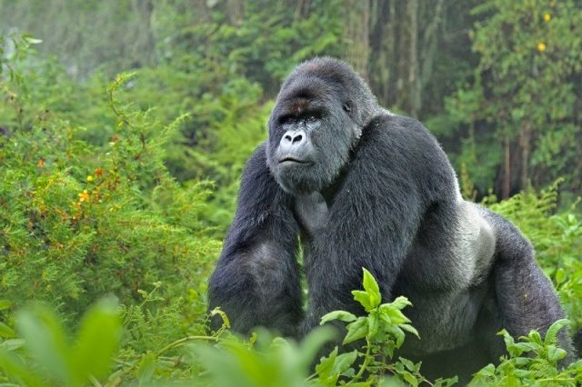 Gambar Nama Hewan Awalan Huruf M Mountain Gorilla