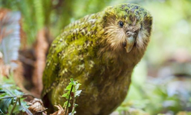 Gambar Nama Hewan Dari Huruf K - Kakapo
