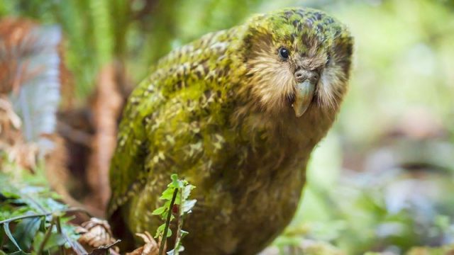 Gambar Nama Hewan Dari Huruf K - Kakapo