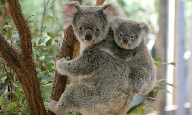Gambar Nama Hewan Dari Huruf K - Koala