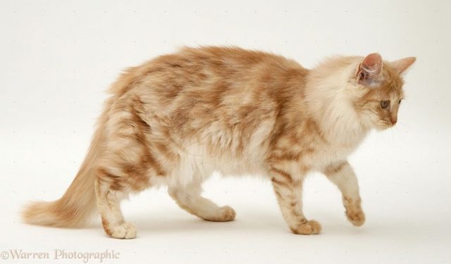 Gambar Nama Hewan Dari Huruf K - Kucing