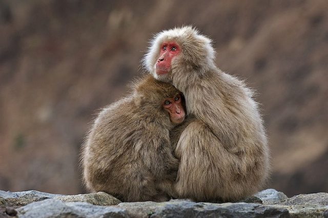 Gambar Nama Nama Hewan Dari Huruf J - Japanese Macaque
