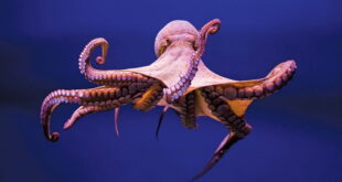 Gambar Octopus Nama Hewan Dari Huruf O
