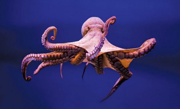 Gambar Octopus Nama Hewan Dari Huruf O