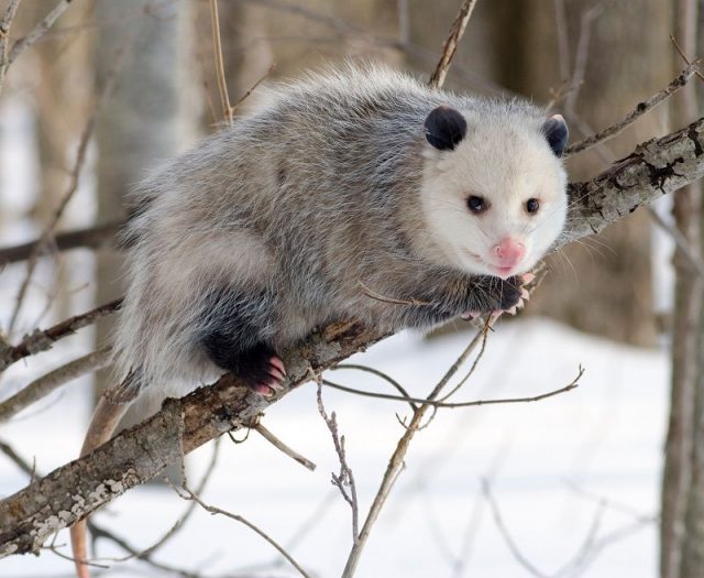 Gambar Opossum Nama Hewan Dari Huruf O