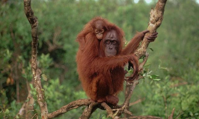 Gambar Orangutan Dan 10 Hewan Langka Di Kalimantan
