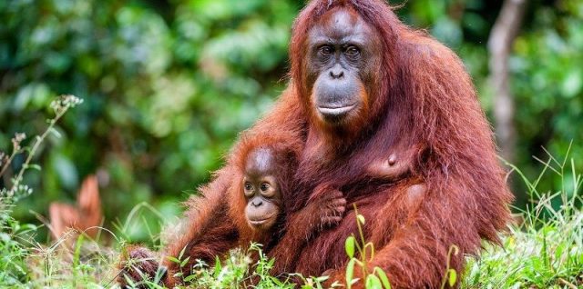 Gambar Orangutan Nama Hewan Dari Huruf O