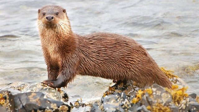 Gambar Otter Nama Hewan Dari Huruf O