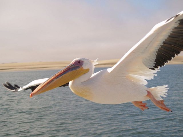 Gambar Nama Hewan Dari Huruf P Pelican