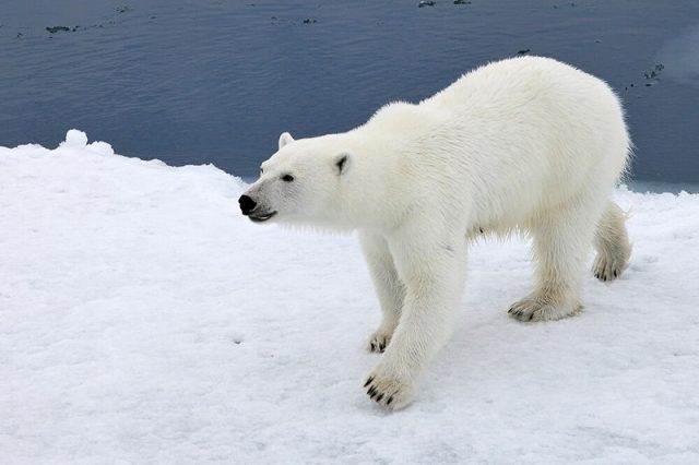 Gambar Nama Hewan Dari Huruf P Polar Bear