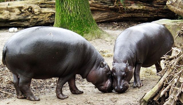 Gambar Nama Hewan Dari Huruf P Pygmy Hippopotamus