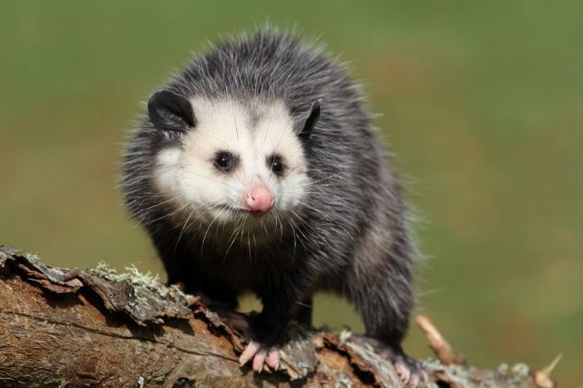 Gambar Nama Hewan Dari Huruf P possum ( opossum )