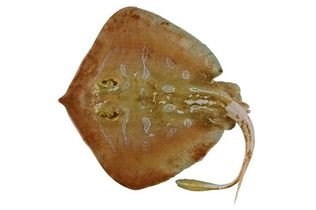 Gambar Ikan Pari Blotched Stingaree (Urolophus mitosis)