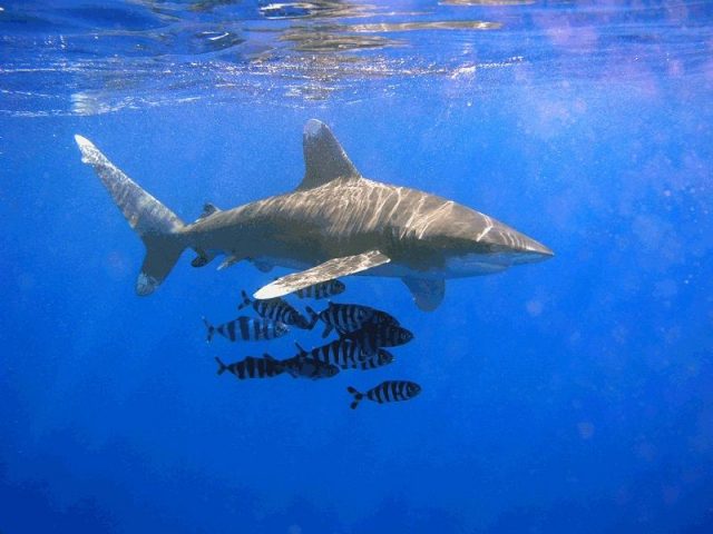 Gambar Hiu koboi ( Carcharhinus longimanus ) Dan Foto Hewan Langka Di Indonesia Beserta Daerah Asalnya