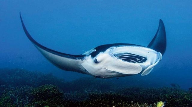 Gambar Manta ray karang (Manta alfredi) Dan Foto Hewan Langka Di Indonesia Beserta Daerah Asalnya
