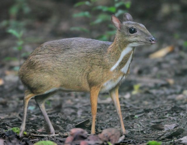 Gambar Mouse-deer Dan Foto Hewan Langka Di Indonesia Beserta Daerah Asalnya