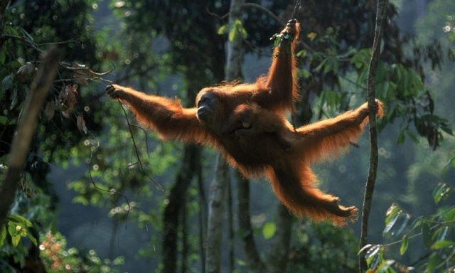 Gambar Orangutan ( Pongo abelii ) Dan Foto Hewan Langka Di Indonesia Beserta Daerah Asalnya
