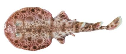 Gambar Ikan Pari Ornate Numbfish