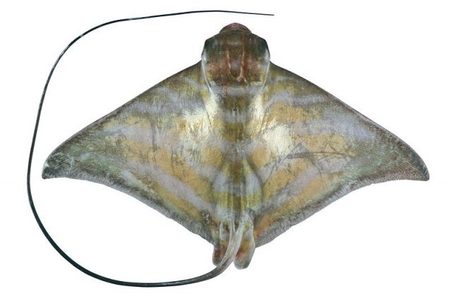 Gambar Ikan Pari Burung Elang - Barbless Eagle Ray (Aetomyleus nichofii)