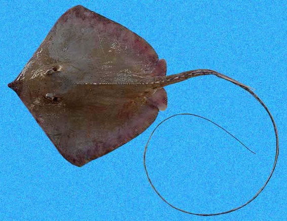Gambar Ikan Pari Hidung Runcing atau Panjang - Longnose stingray