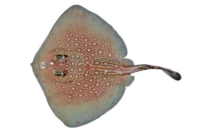 Gambar Ikan Pari Patchwork Stingaree (Urolophus flavomosaicus)
