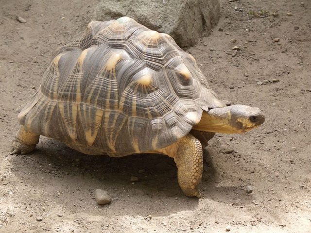 Gambar Radiated Tortoise Nama Hewan Dari Huruf R
