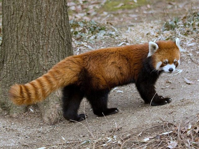 Gambar Red Panda Nama Hewan Dari Huruf R