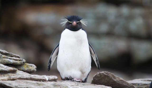 Gambar Rockhopper Penguin Nama Hewan Dari Huruf R