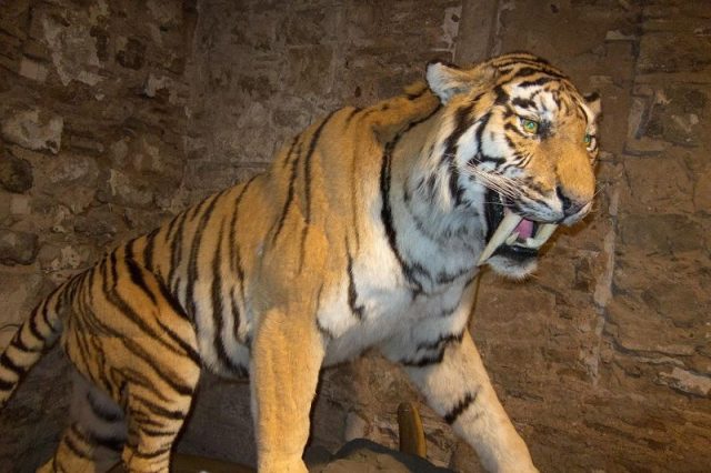 Gambar Sabre-Toothed Tiger Nama Hewan Dari Huruf S