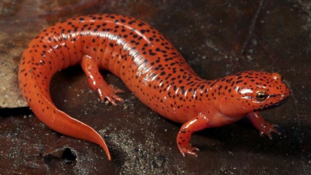 Gambar Salamander Nama Hewan Dari Huruf S