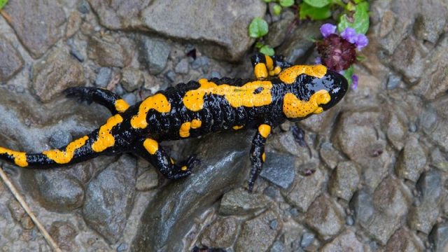 Gambar Salamander ( Bahasa Indonesia ) Nama Hewan Dari Huruf S