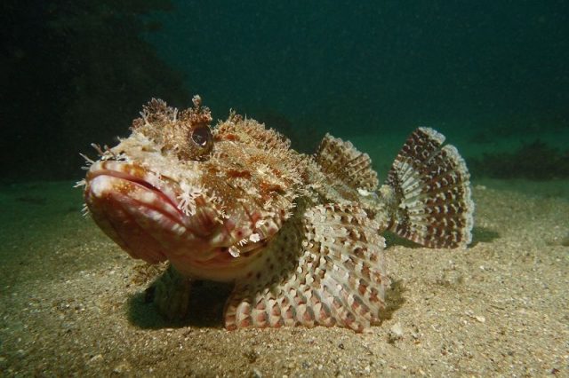Gambar Scorpion Fish Nama Hewan Dari Huruf S