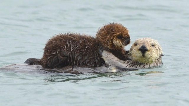 Gambar Sea Otter Nama Hewan Dari Huruf S