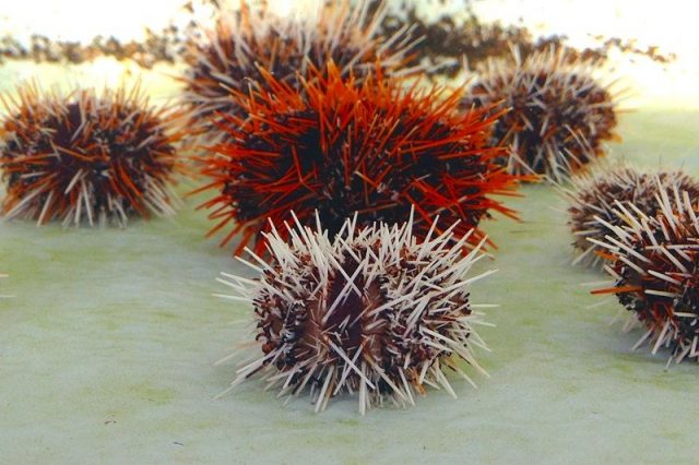 Gambar Sea Urchin Nama Hewan Dari Huruf S