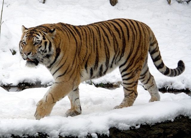 Gambar Siberian Tiger Nama Hewan Dari Huruf S