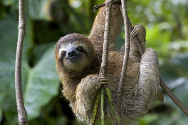 Gambar Sloth Nama Hewan Dari Huruf S