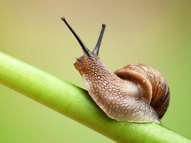 Gambar Snail Nama Hewan Dari Huruf S