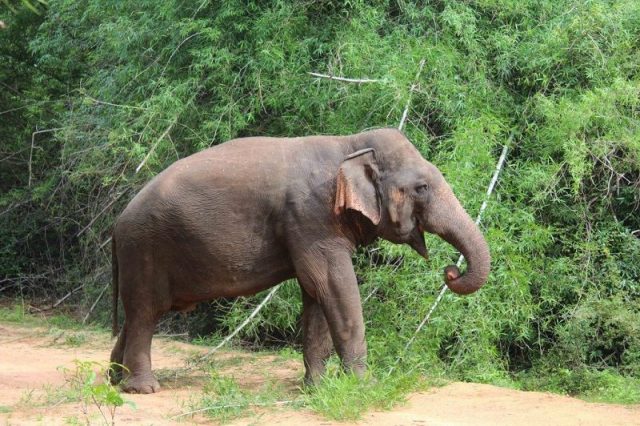 Gambar Sri Lankan Elephant Nama Hewan Dari Huruf S