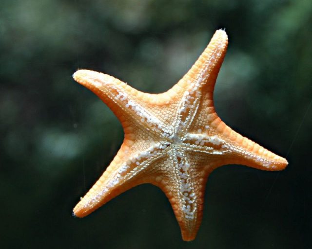 Gambar Starfish Nama Hewan Dari Huruf S