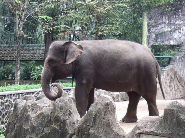 Gambar Sumatran Elephant Nama Hewan Dari Huruf S