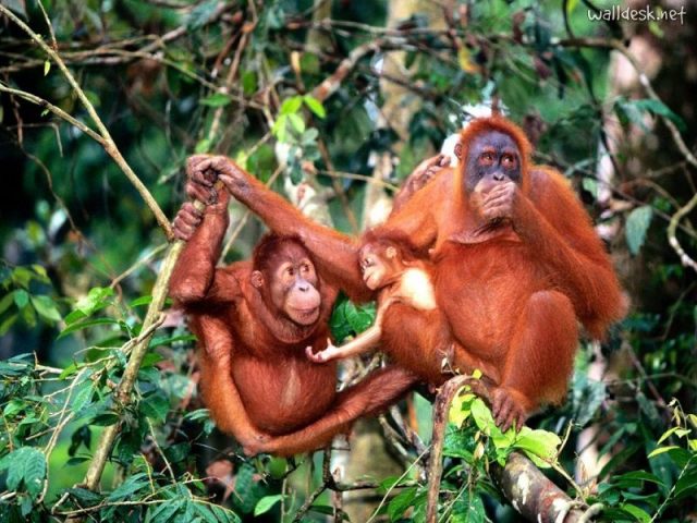 Gambar Sumatran Orangutan Nama Hewan Dari Huruf S