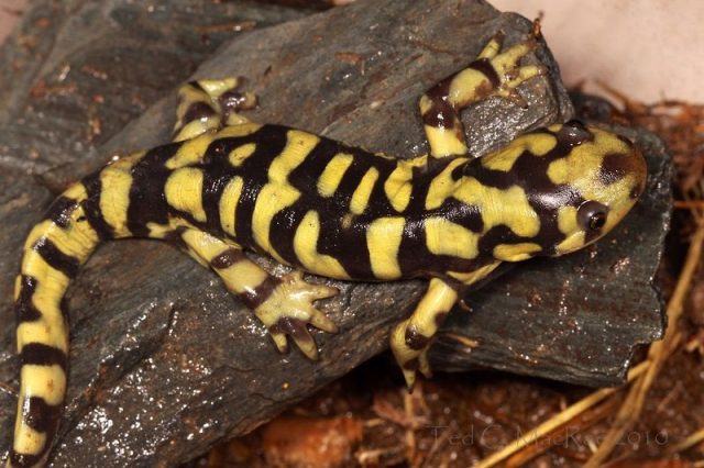 Gambar Tiger Salamander Nama Hewan Dari Huruf T