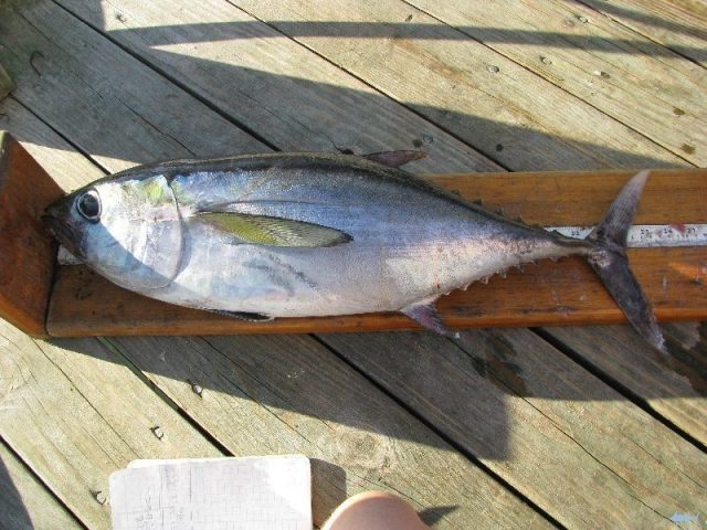 Gambar Tuna (Ikan) Nama Hewan Dari Huruf T