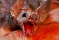 Gambar Vampire Bat Nama Hewan Dari Huruf V