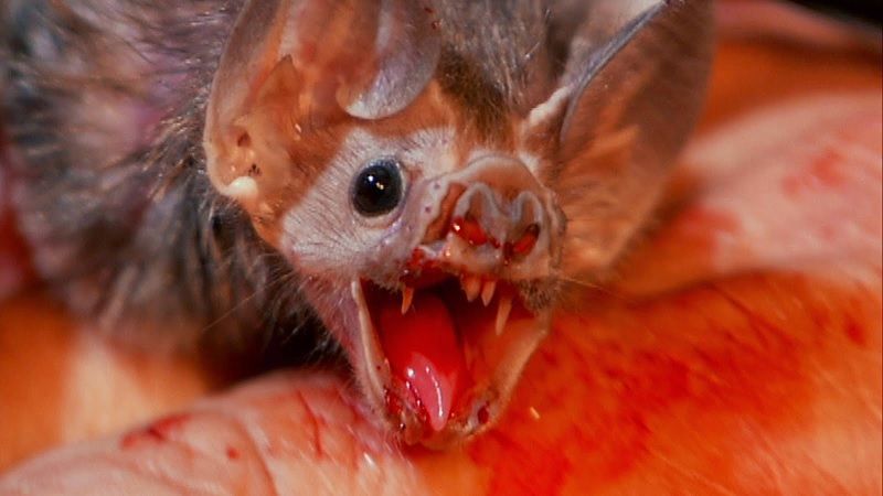 Gambar Vampire Bat Nama Hewan Dari Huruf V