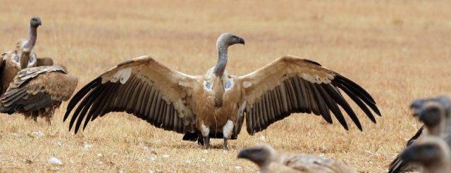 Gambar Vulture Nama Hewan Dari Huruf V