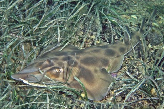Gambar Ikan Pari Yellow Shovel Nose Ray