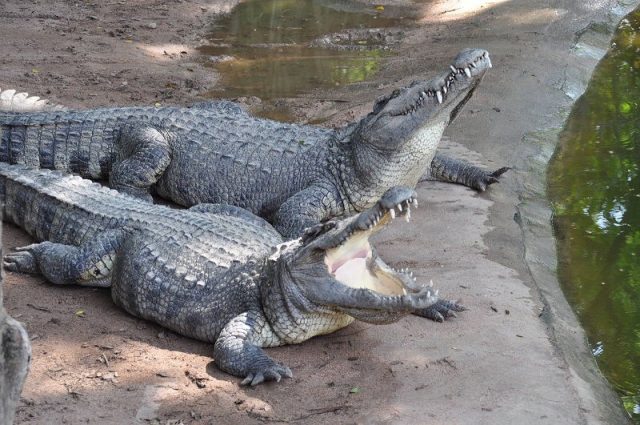 Gambar buaya siam ( Crocodylus siamensis ) Dan Foto Hewan Langka Di Indonesia Beserta Daerah Asalnya