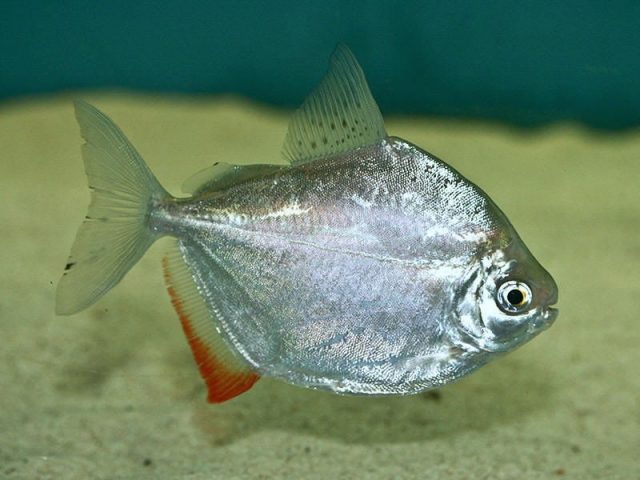 Gambar silver dollar fish Nama Hewan Dari Huruf S