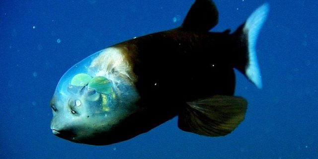 Gambar Ikan Di Lautan Dalam Barreleye Fish
